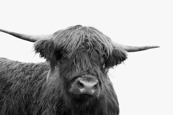 Highland Cow Black White 5