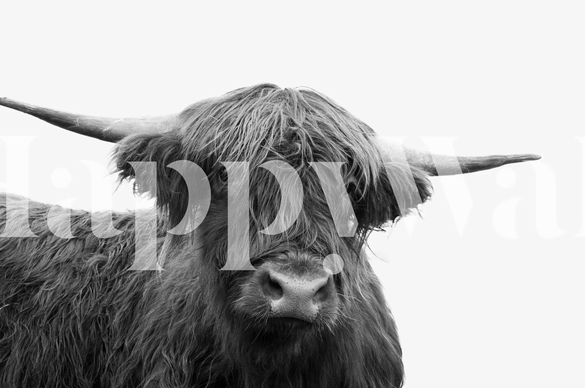 Highland cow portrait in black and white wallpaper