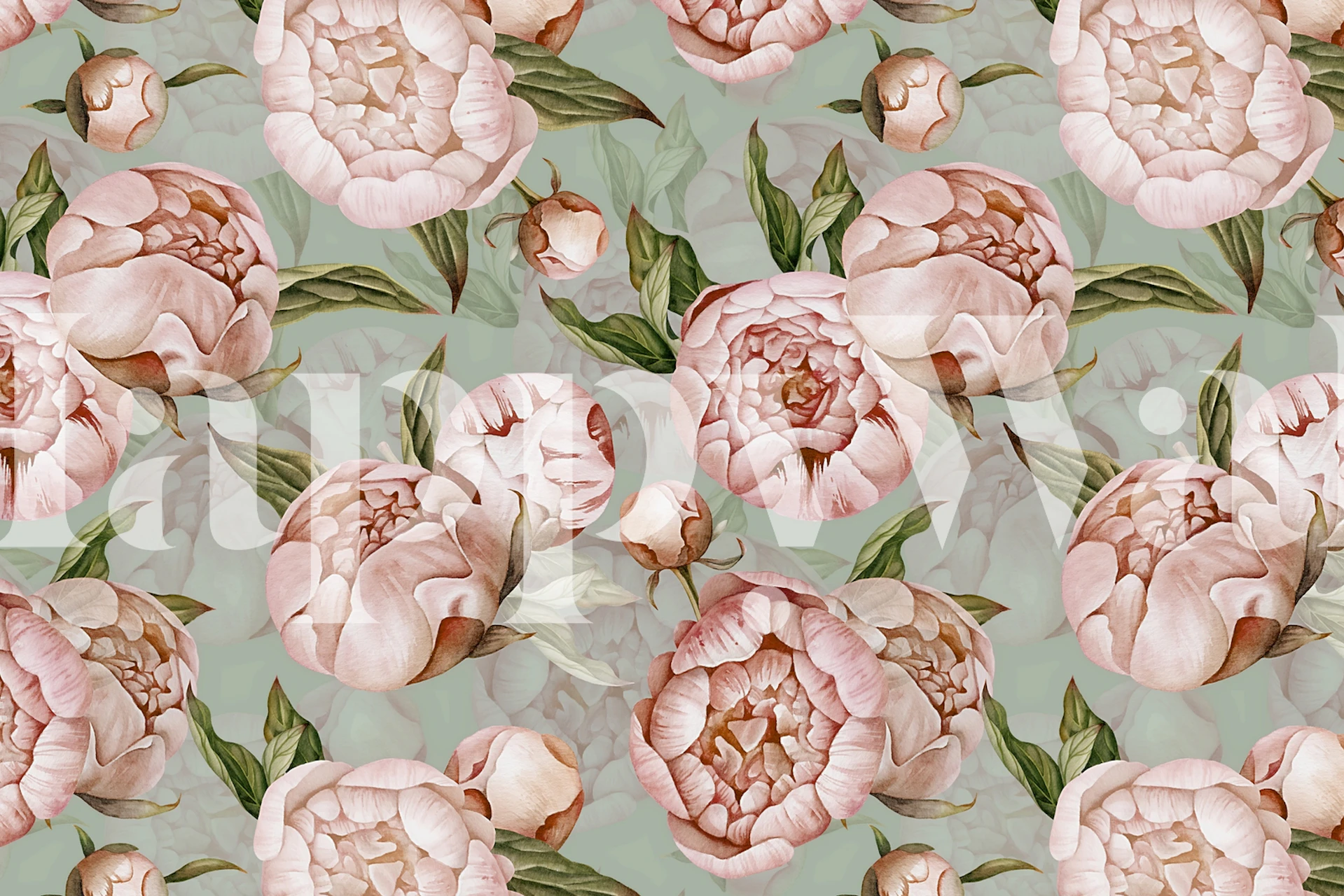 Pozadina Pink peonies u sobi