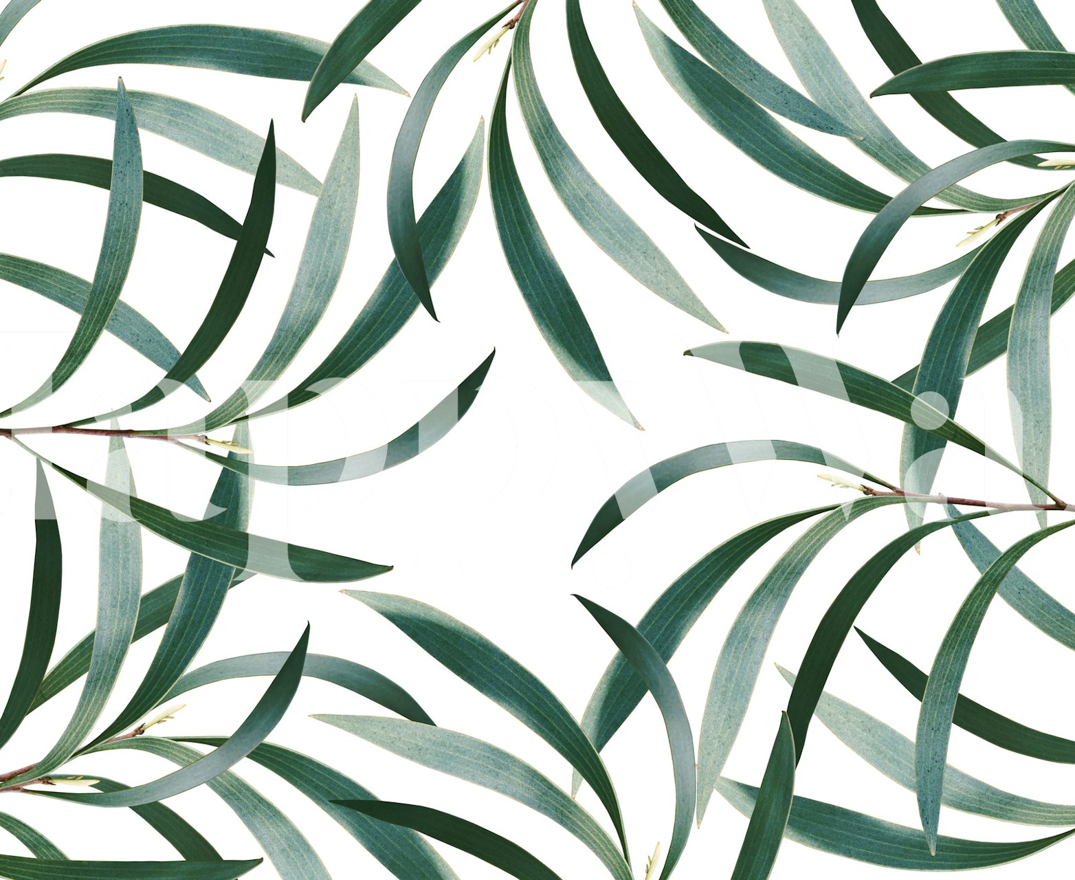 Eucalyptus leaves in green tones on white background wallpaper