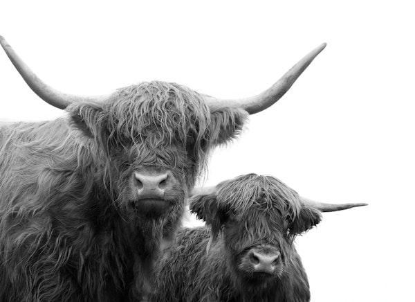 Highland Cows Black White 1