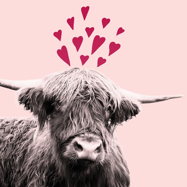 Highland Cow Valentines Day 1