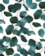 Eucalyptus Pattern 1