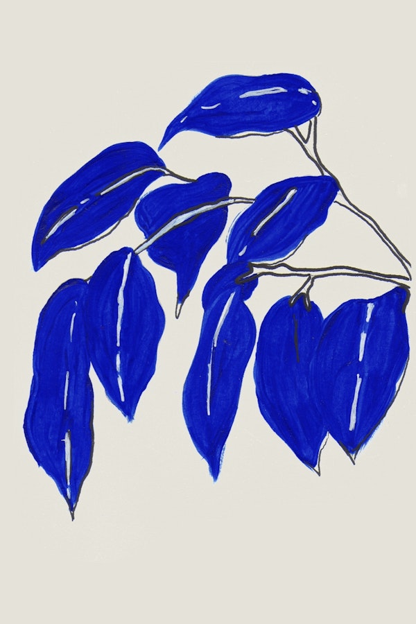 Blue Ficus serie 1