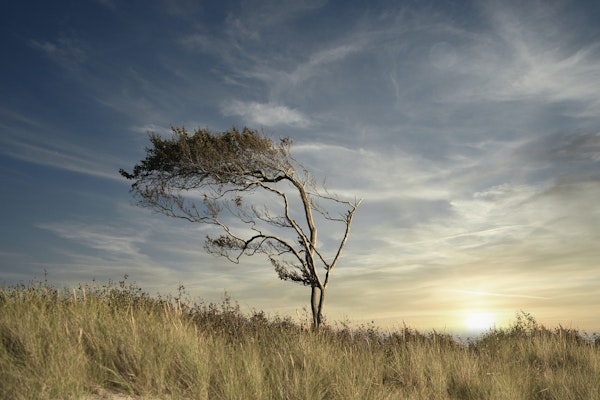 Baltic Sea Beach Tree