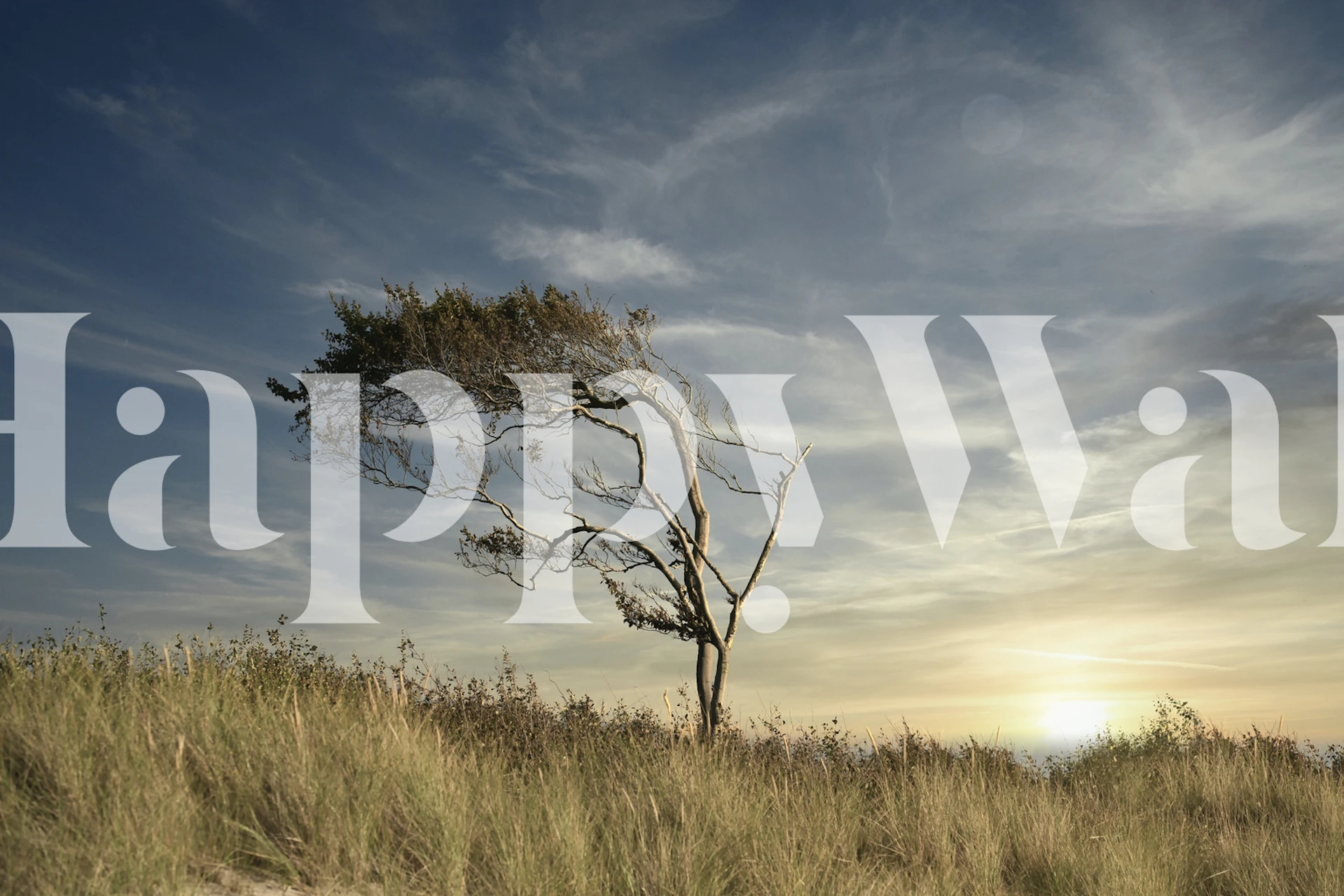 Silhouette of a tree against a sunset sky with grass wallpaper