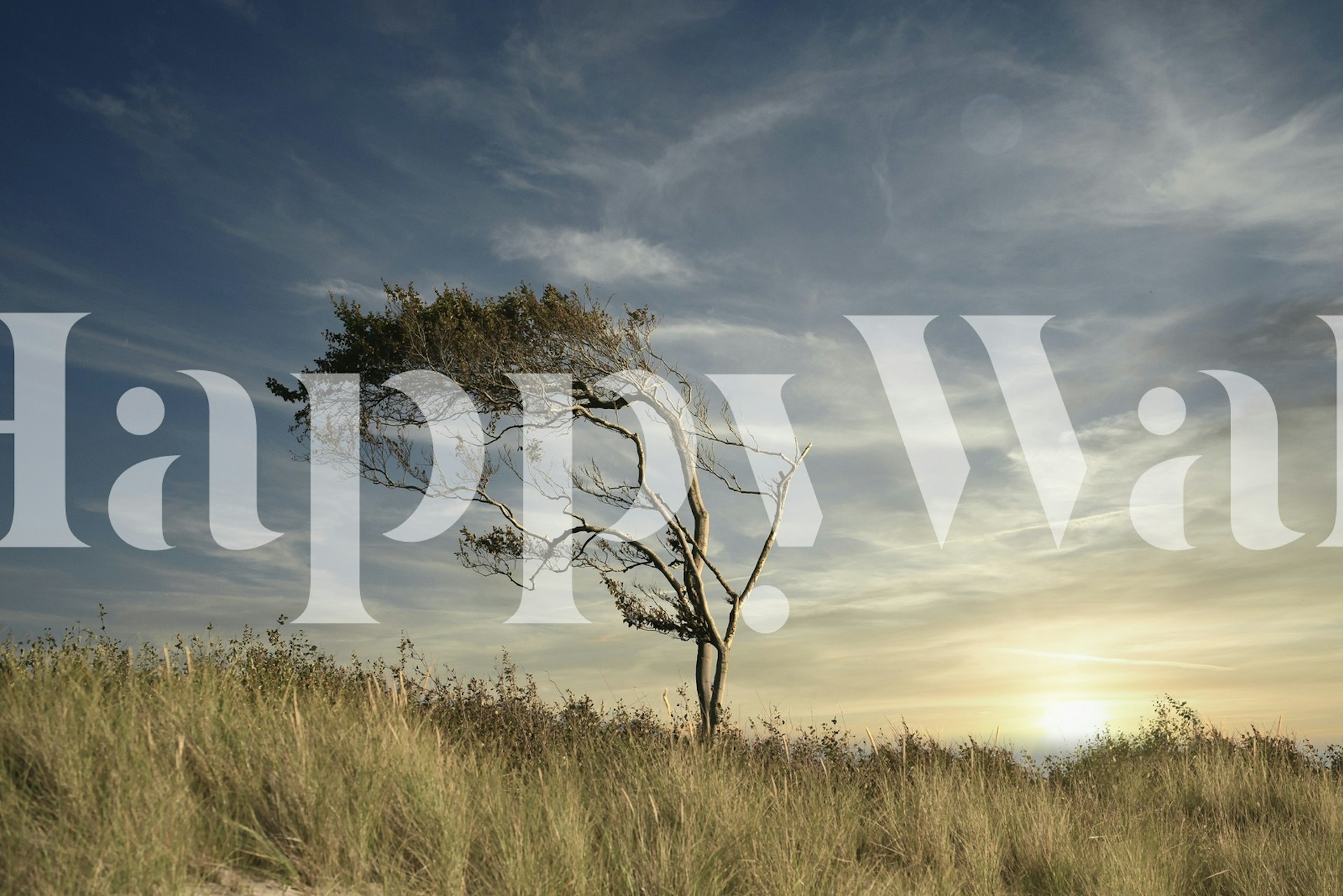 Silhouette of a tree against a sunset sky with grass wallpaper