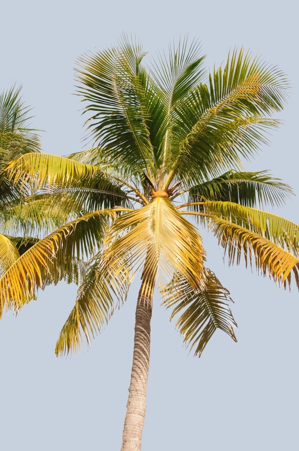 Palm Tree Cali Summer Vibes 1