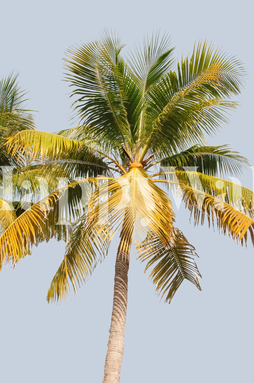 Palm Tree Cali Summer Vibes veggmaleri med solbelyst palme mot en klar blå himmel