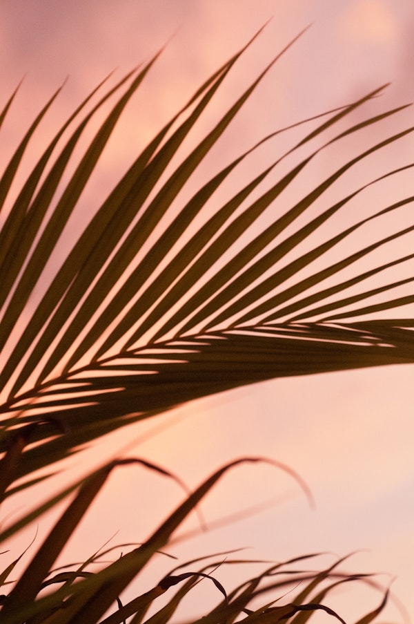 Blush Sunset Palm Leaf 1