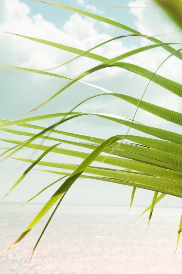 Tropical Palm Ocean View 1