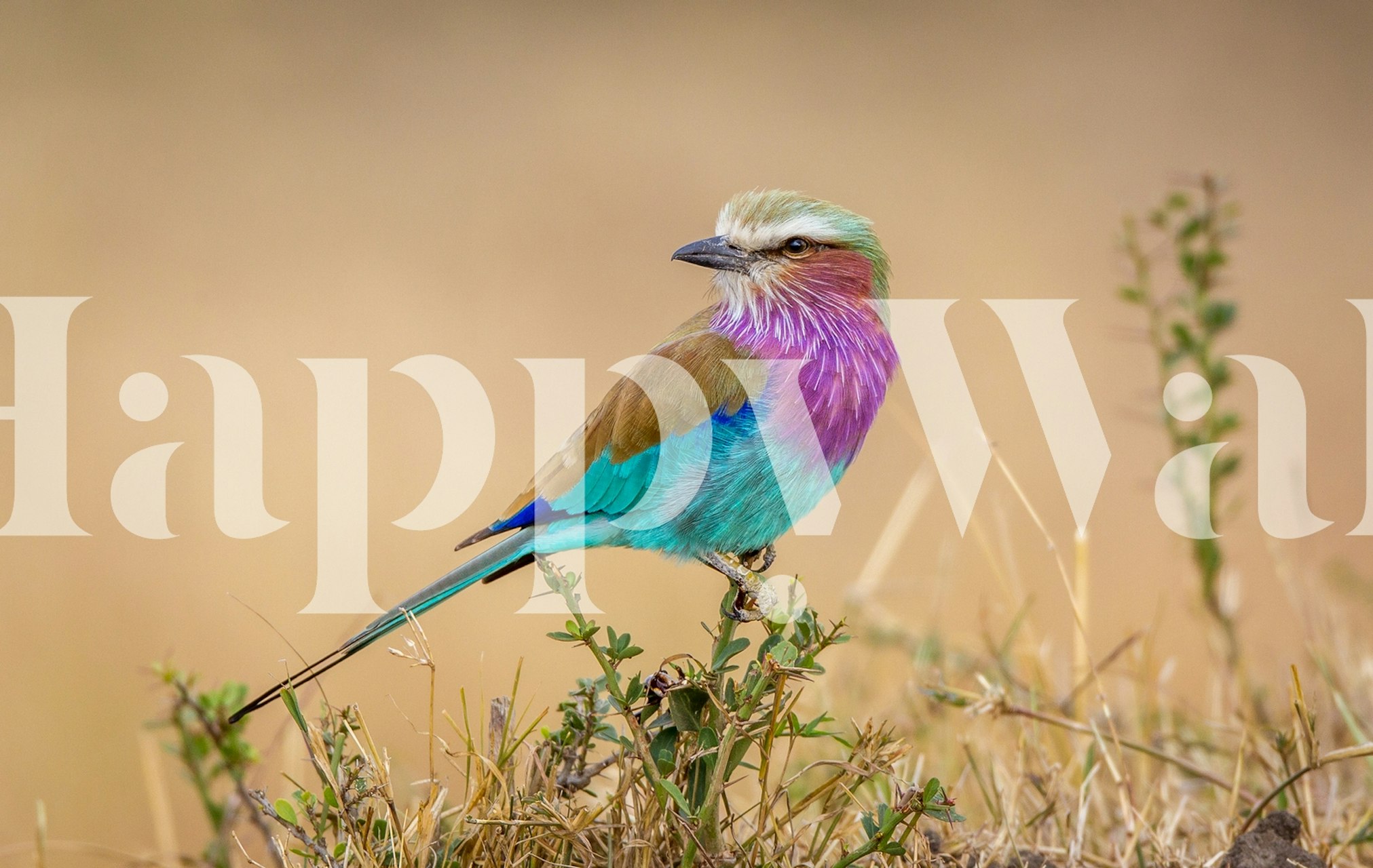 Colorful bird perched on floral background wallpaper