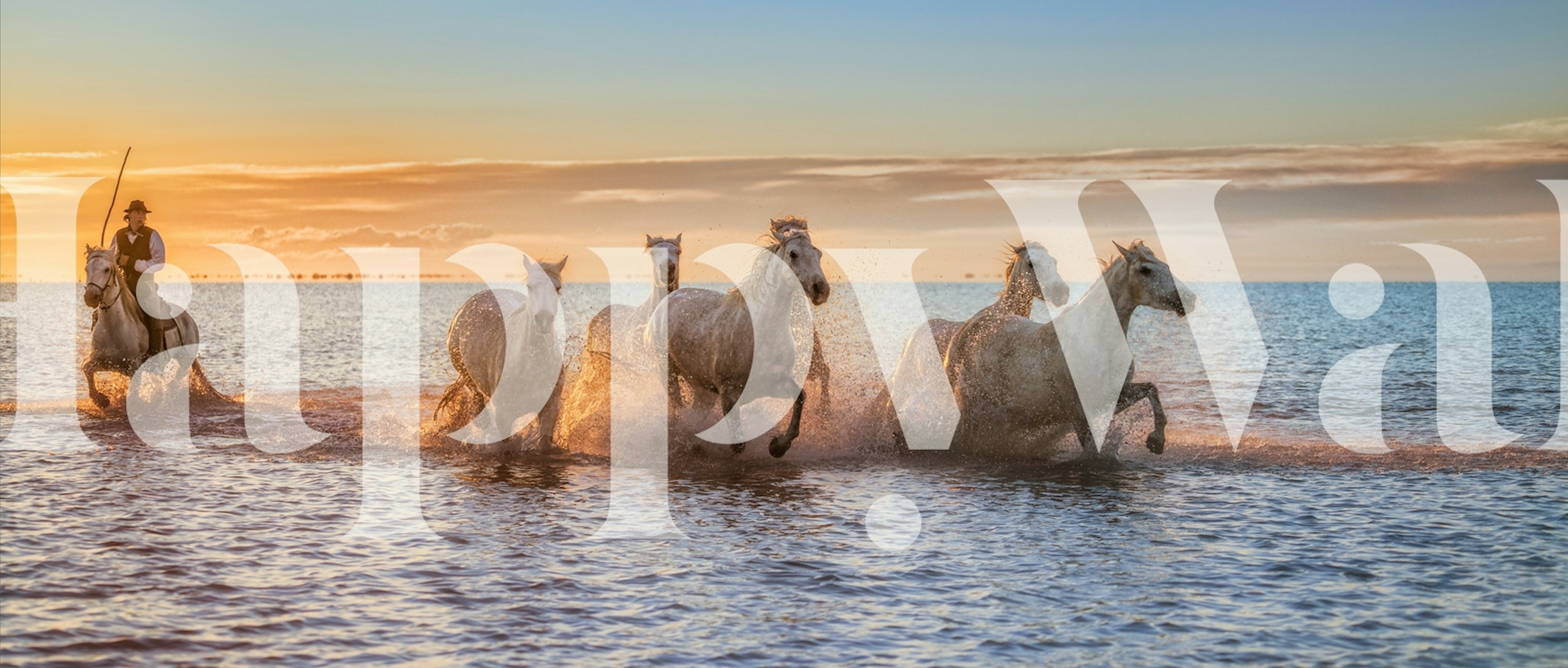 Camargue horses running through water at sunset wall mural