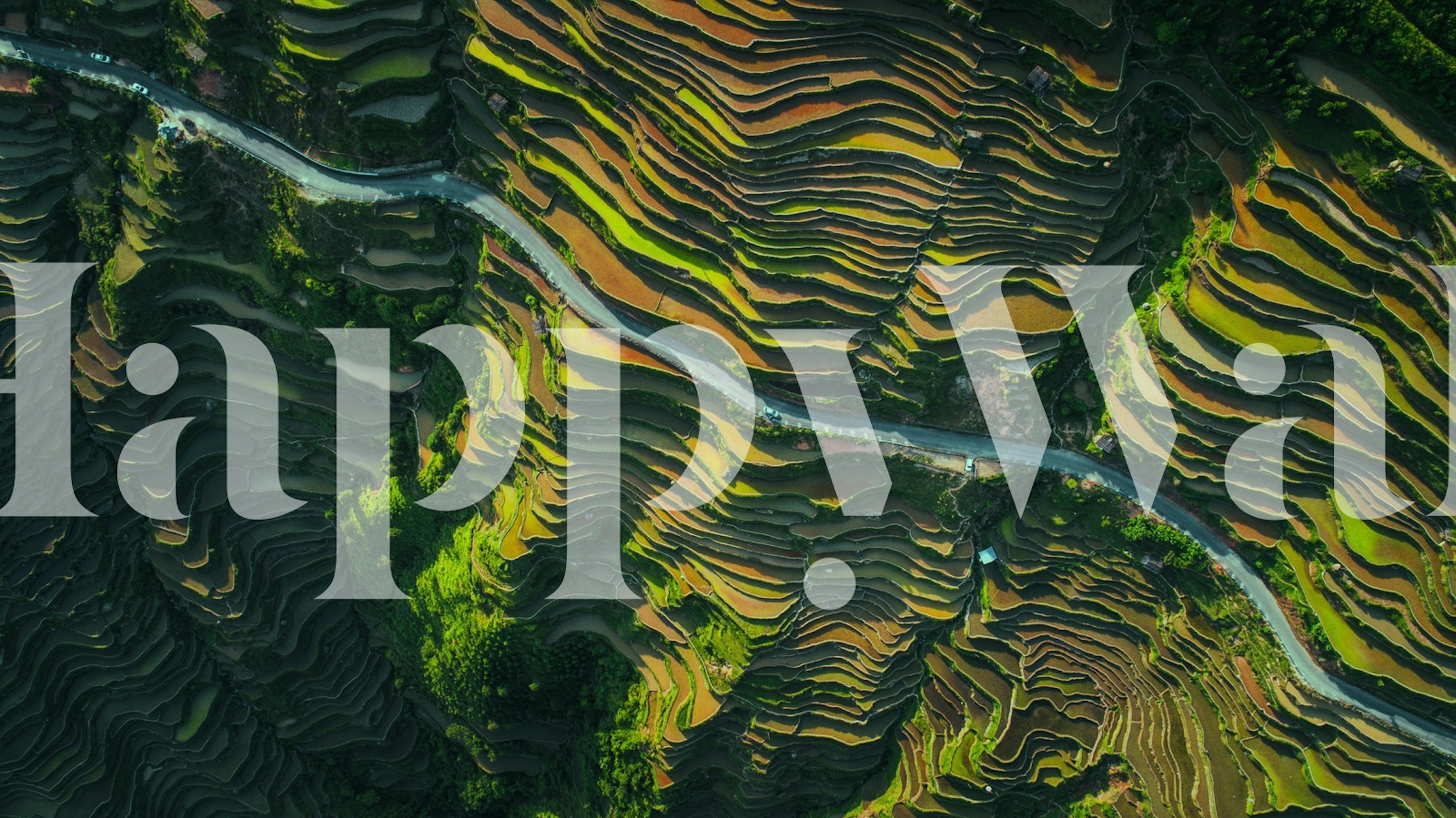 Aerial view of terraced fields wall mural depicting nature's patterns in green and brown
