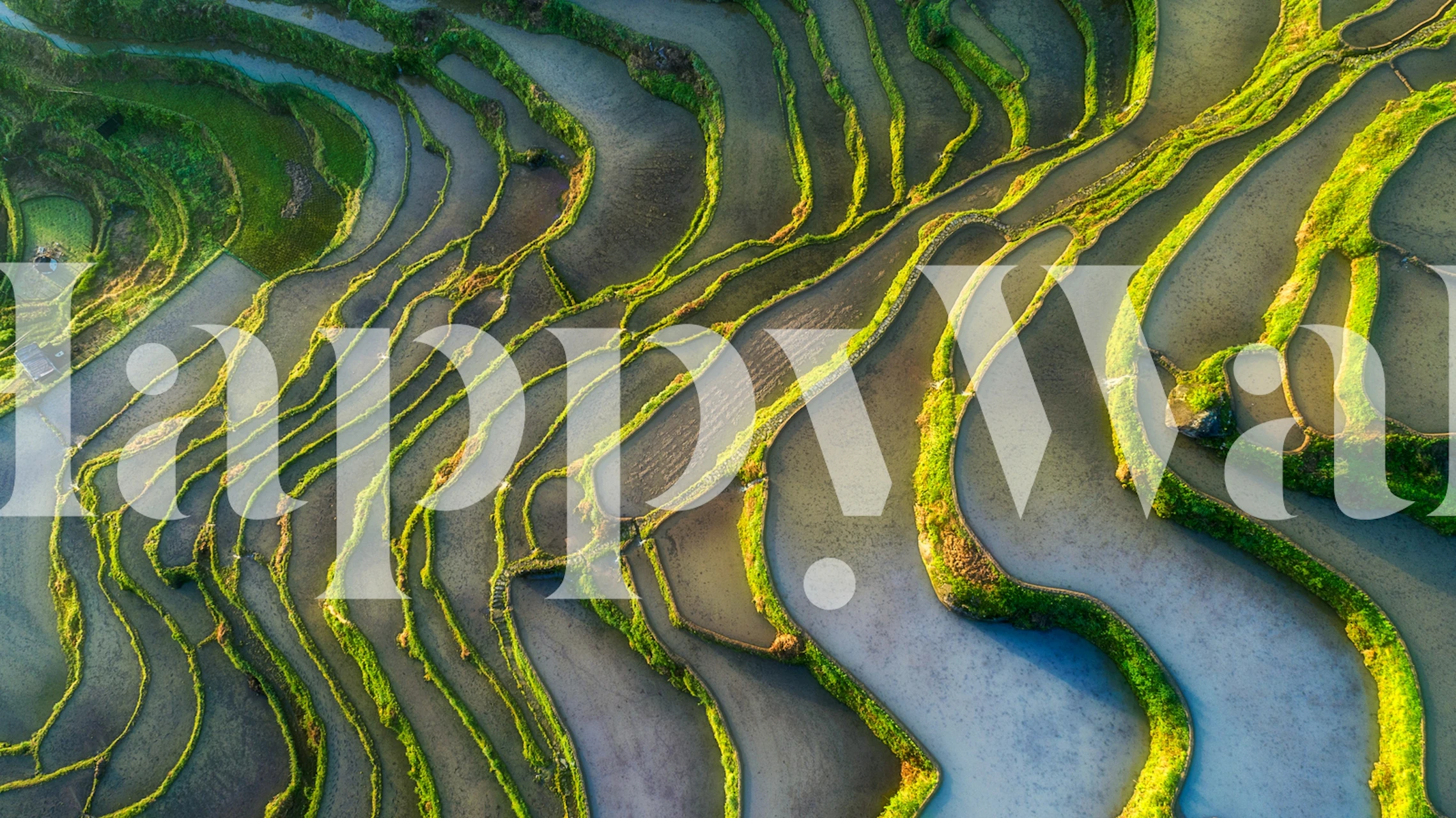 Terraced fields pattern with green shapes and lines wallpaper