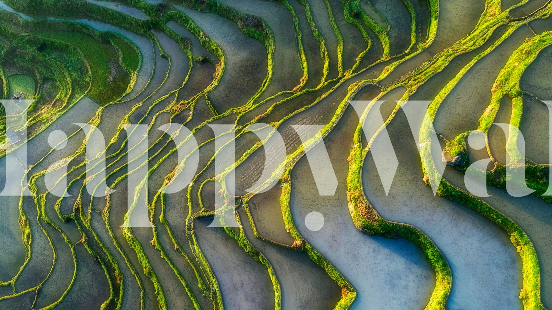 Terraced fields pattern with green shapes and lines wallpaper
