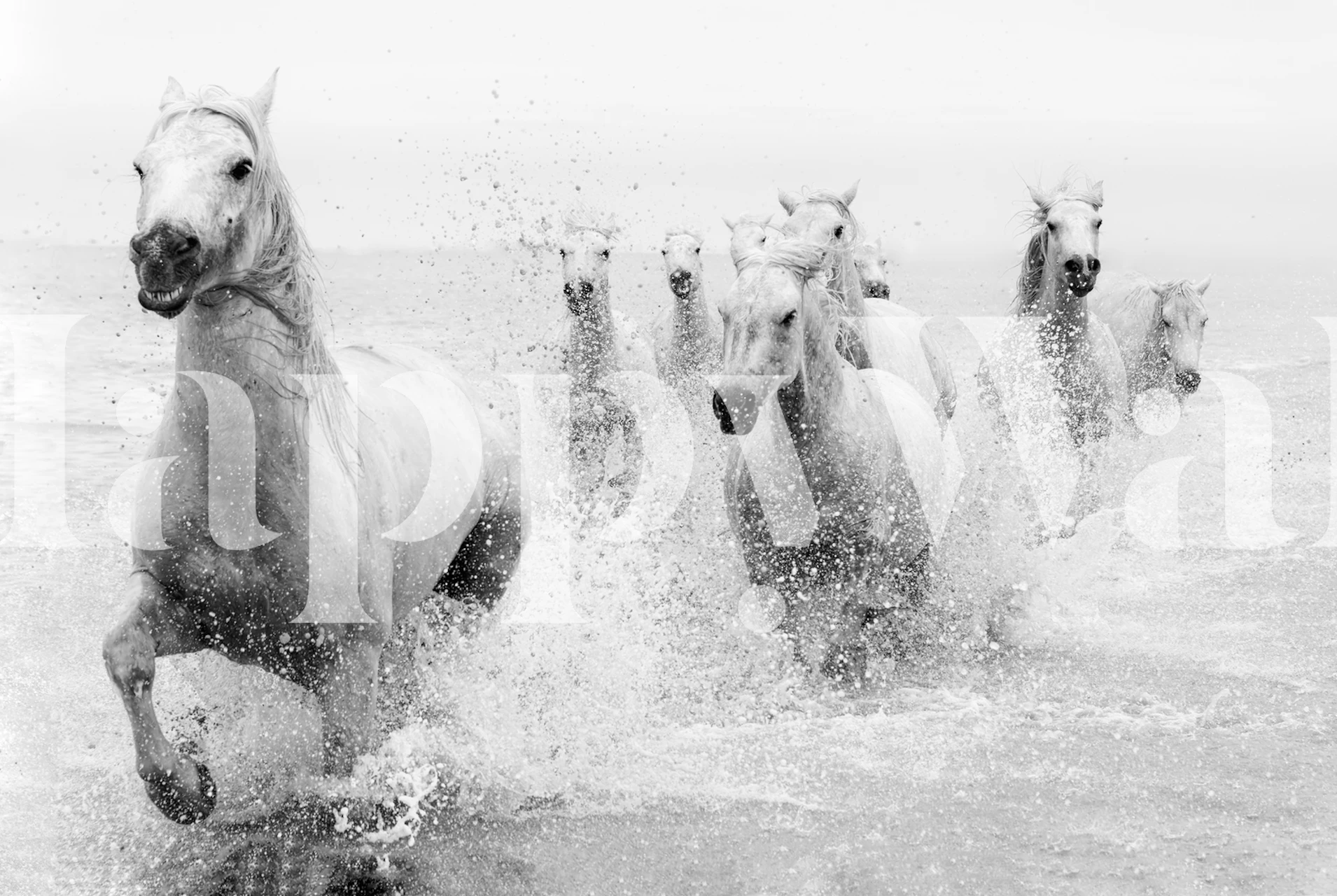 Black and white horses running through water wallpaper