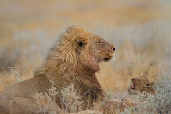 Male lion with cub