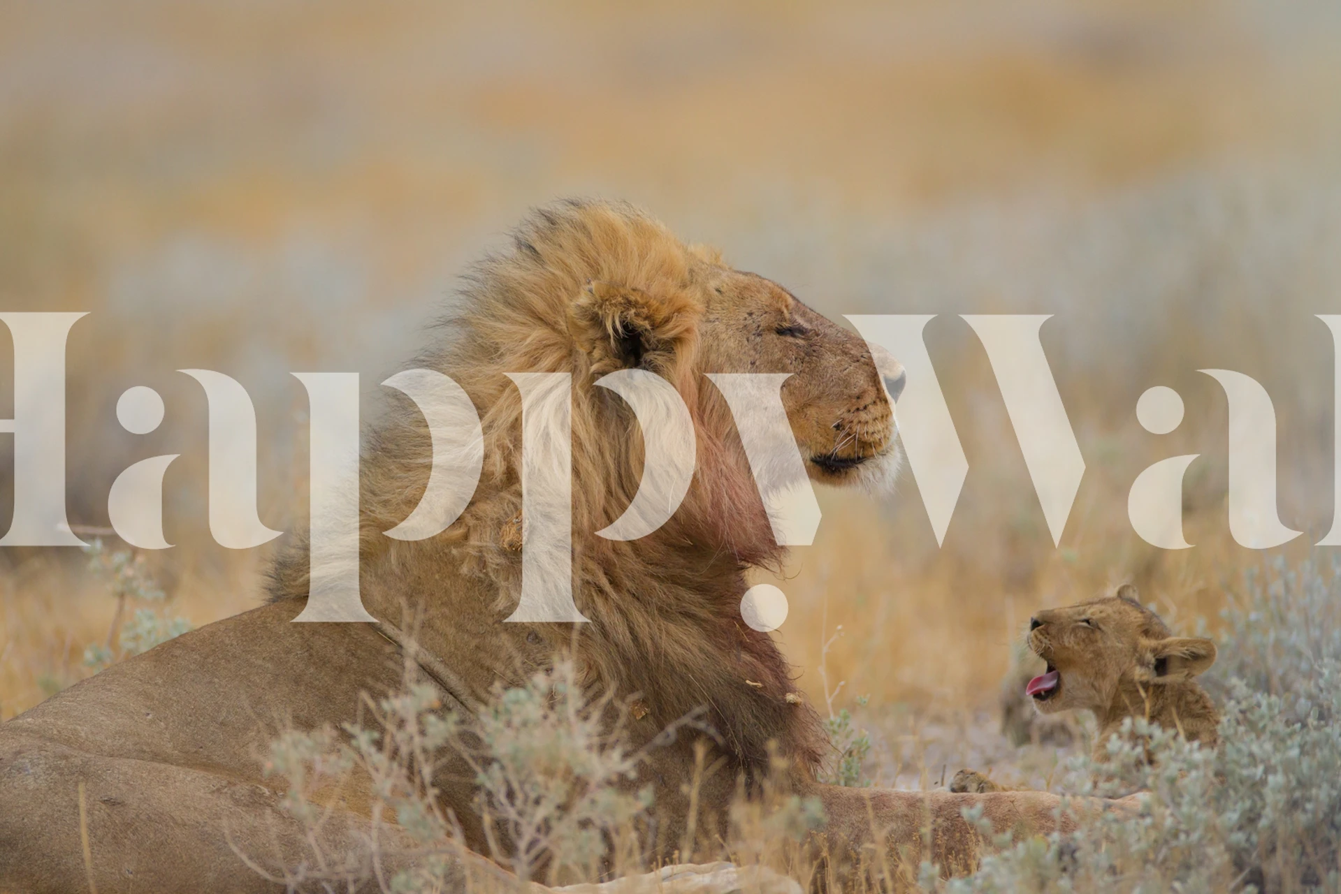 Male lion with cub wallpaper in a room