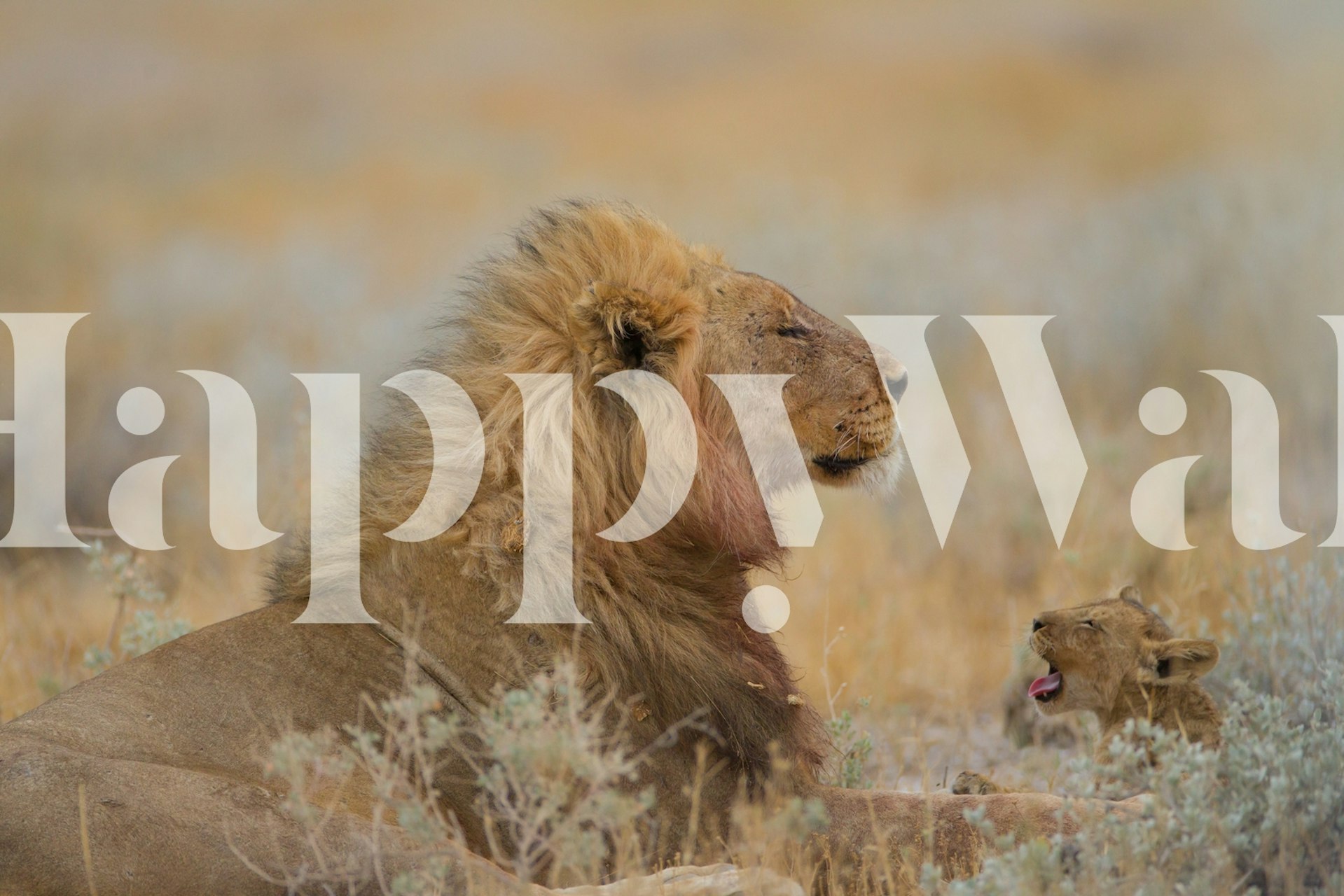 Male lion with cub wallpaper in a room