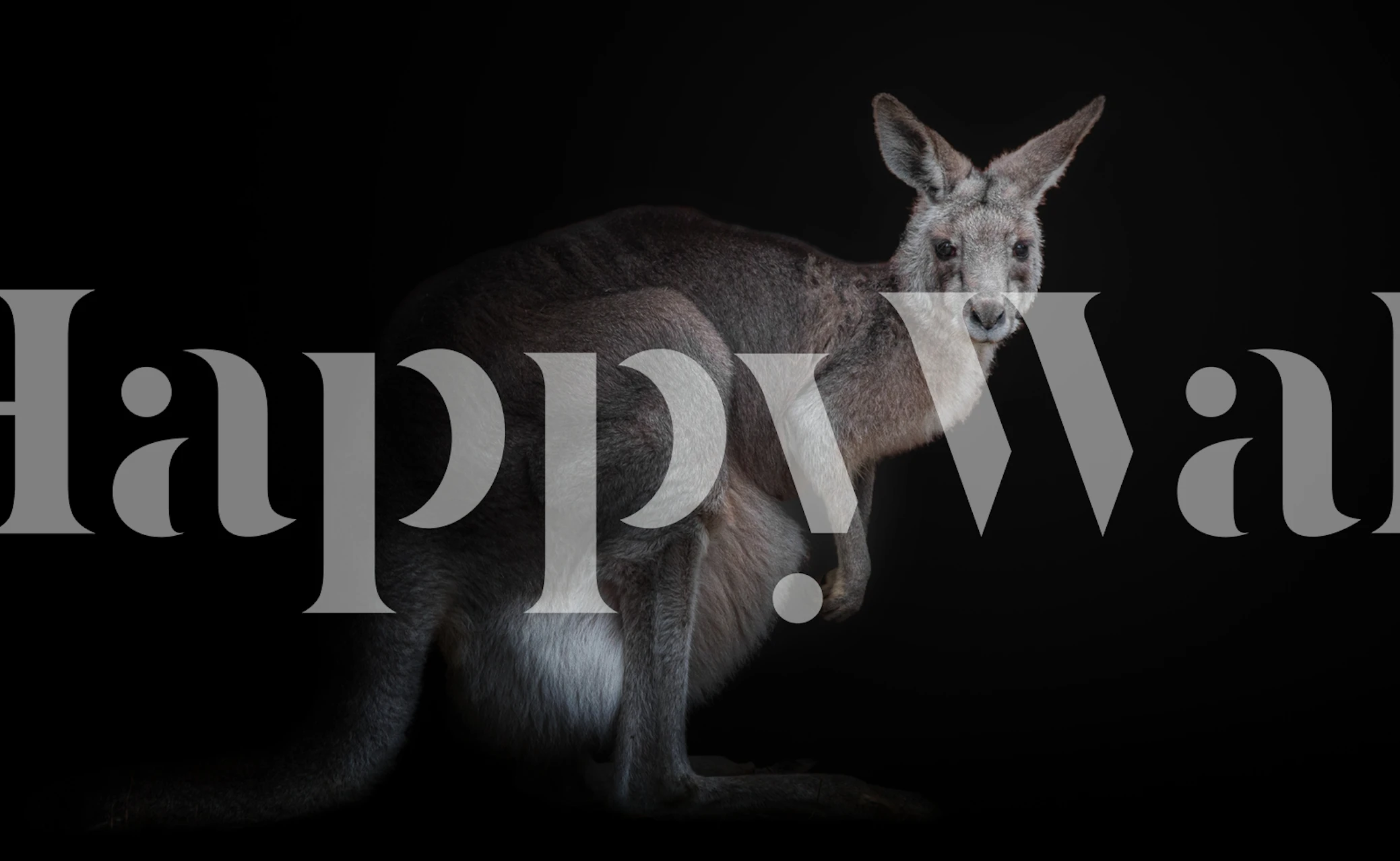 Kangaroo wallpaper displayed in a room