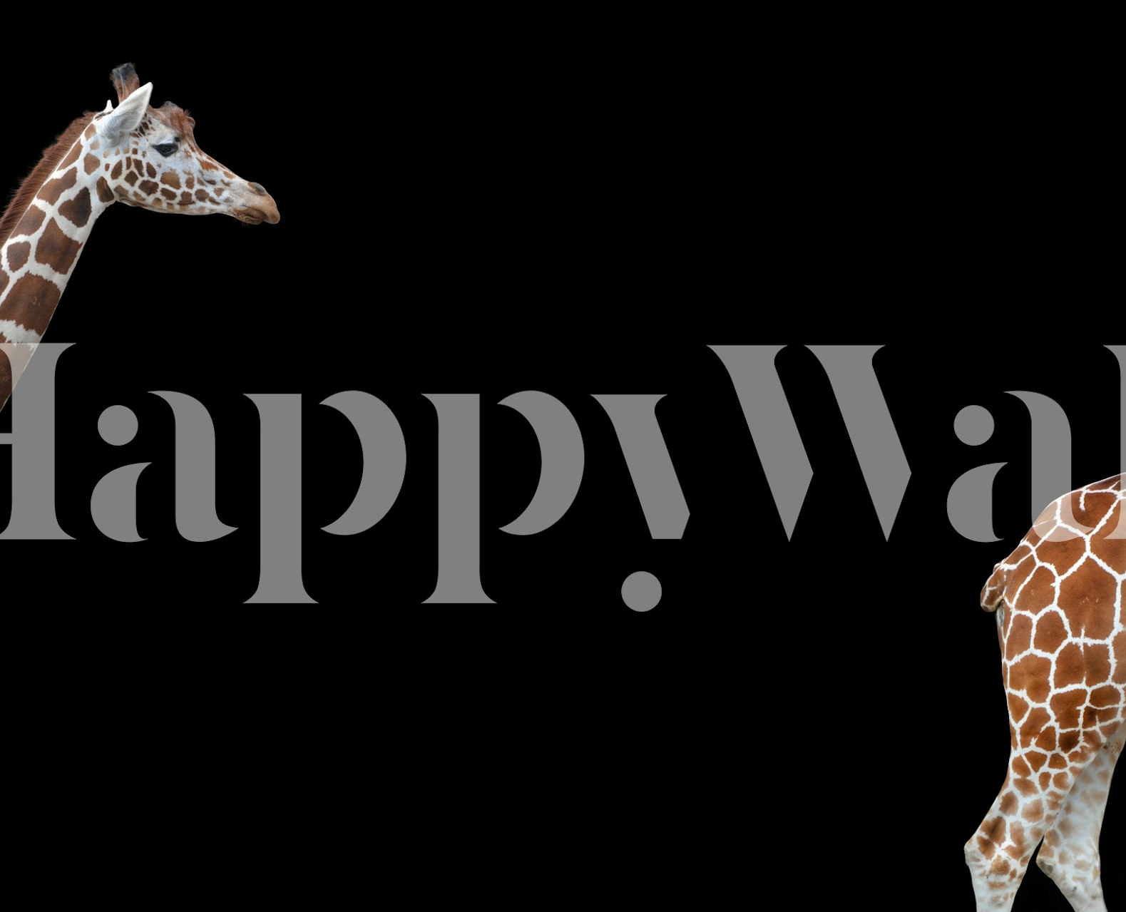 Two giraffes on a black background wall mural