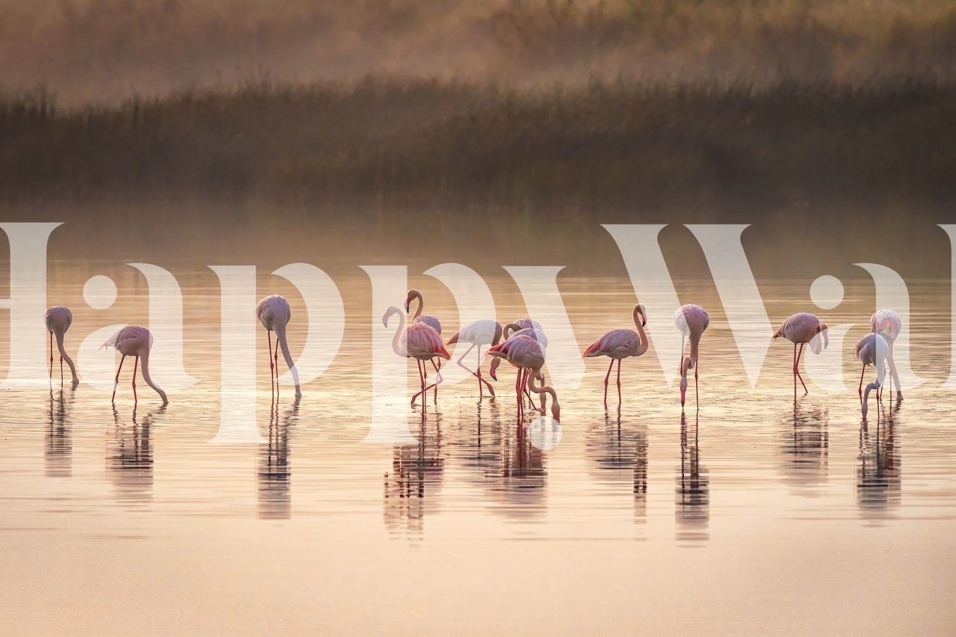 Group of pink flamingos wading in calm water wallpaper