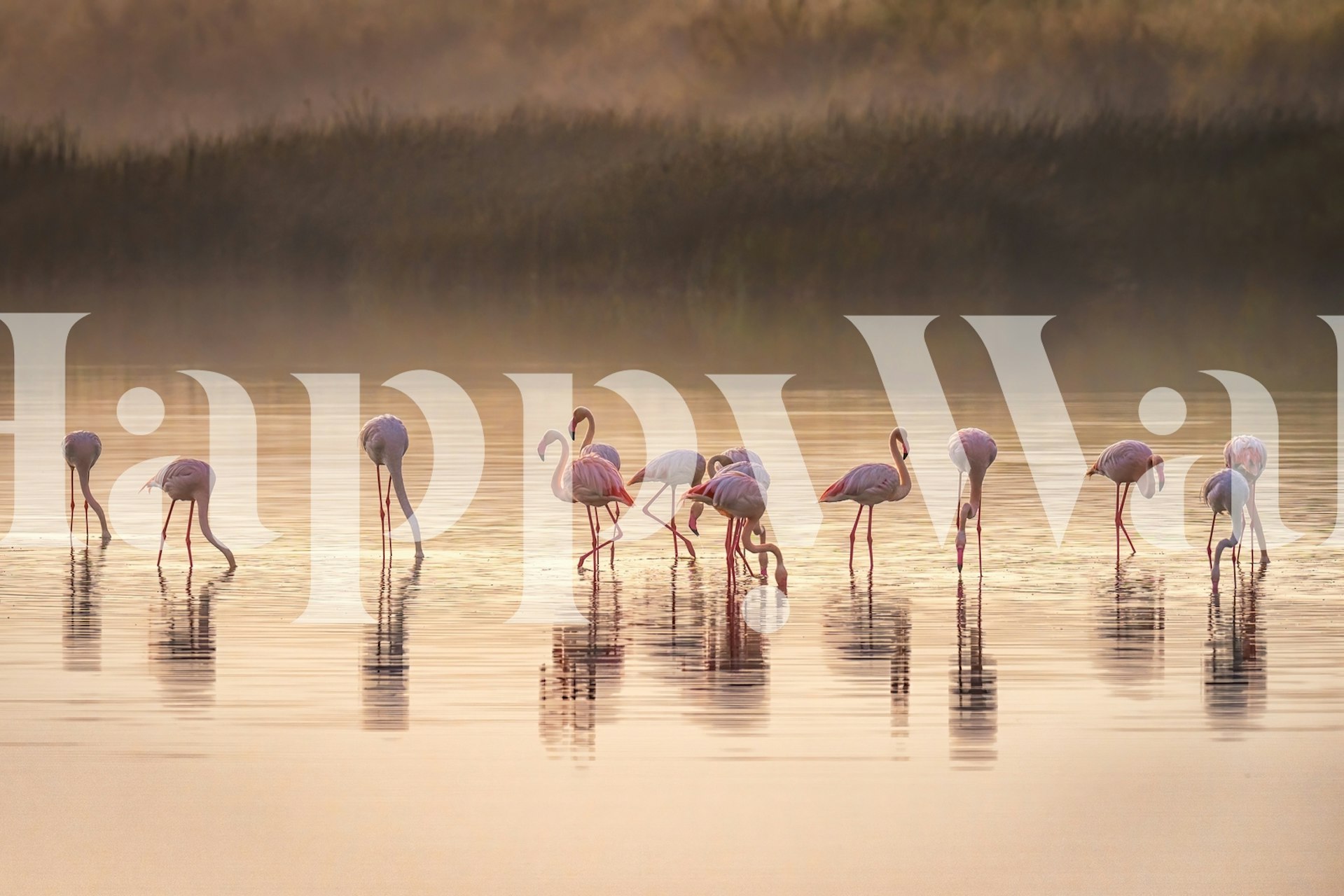 Group of pink flamingos wading in calm water wallpaper