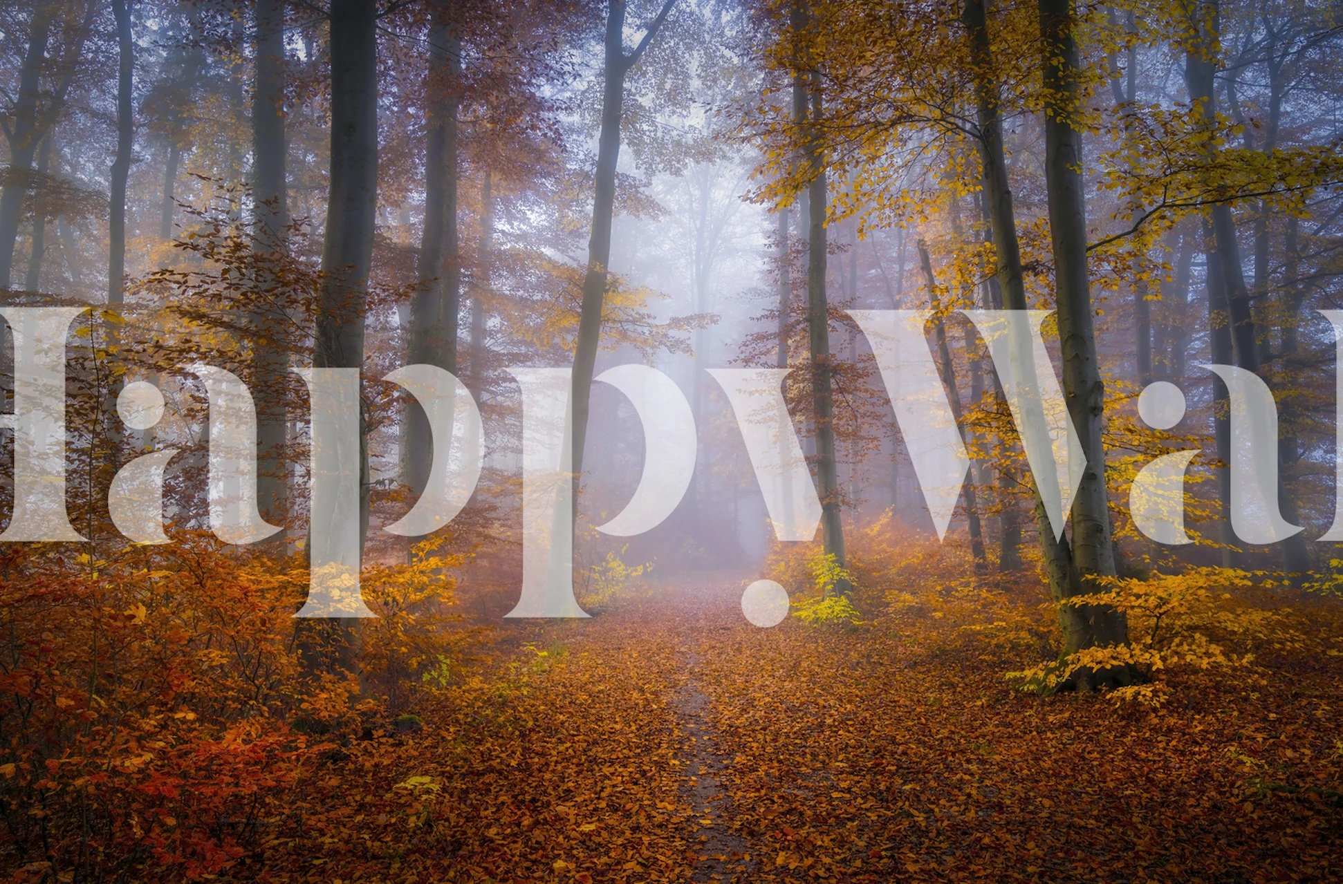 Foggy autumn forest with orange leaves and tall trees wallpaper