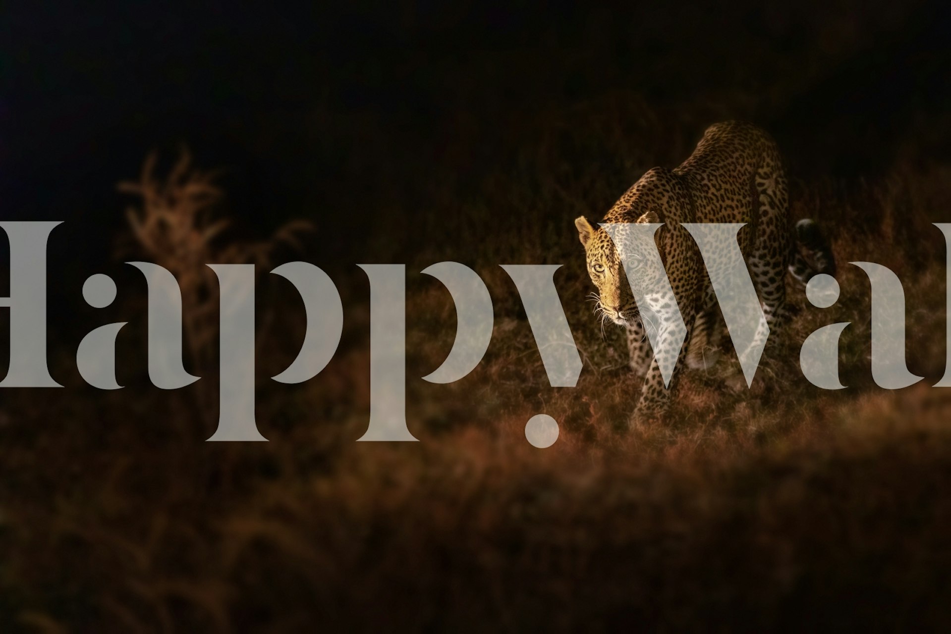 Leopard print pattern in black and gold colors wallpaper