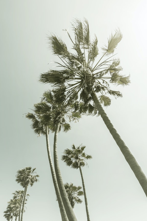 Vintage Palm Trees in the sun