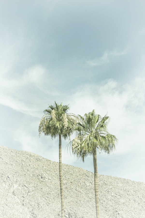 Palm Trees in the desert