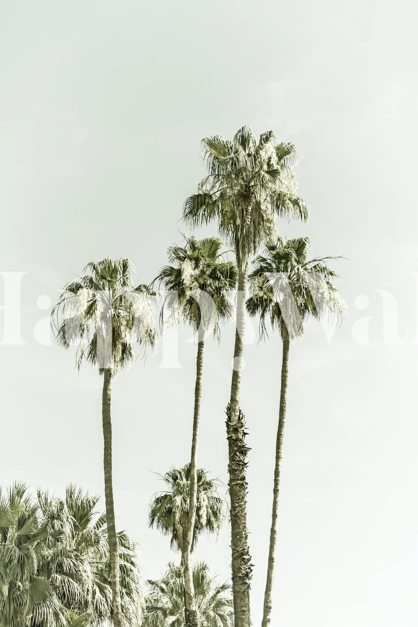 Tall palm trees on a light background wallpaper