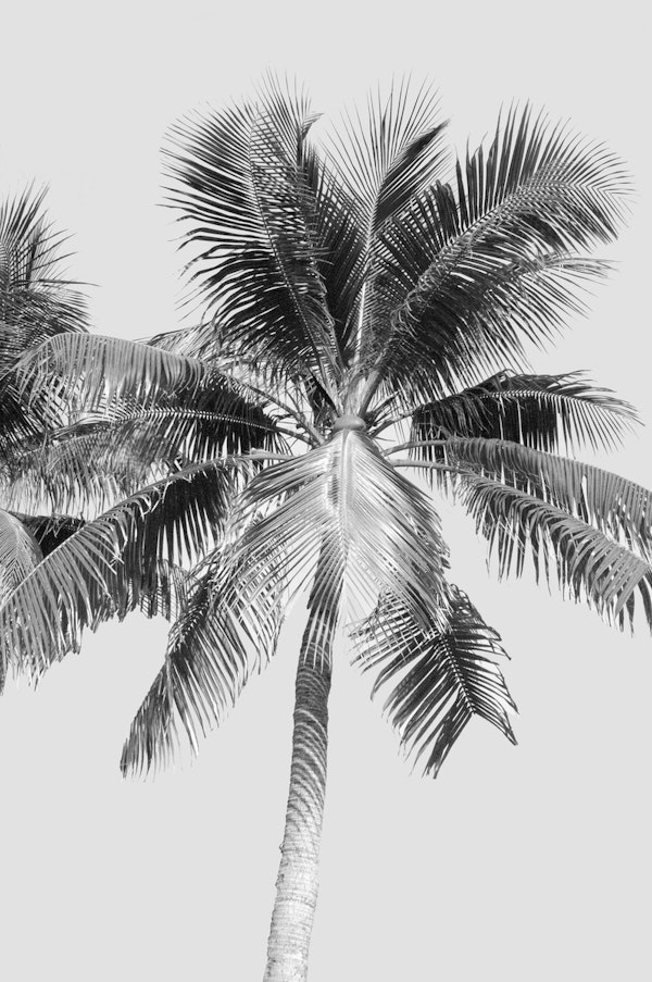 Palm Tree Cali Summer Vibes 2