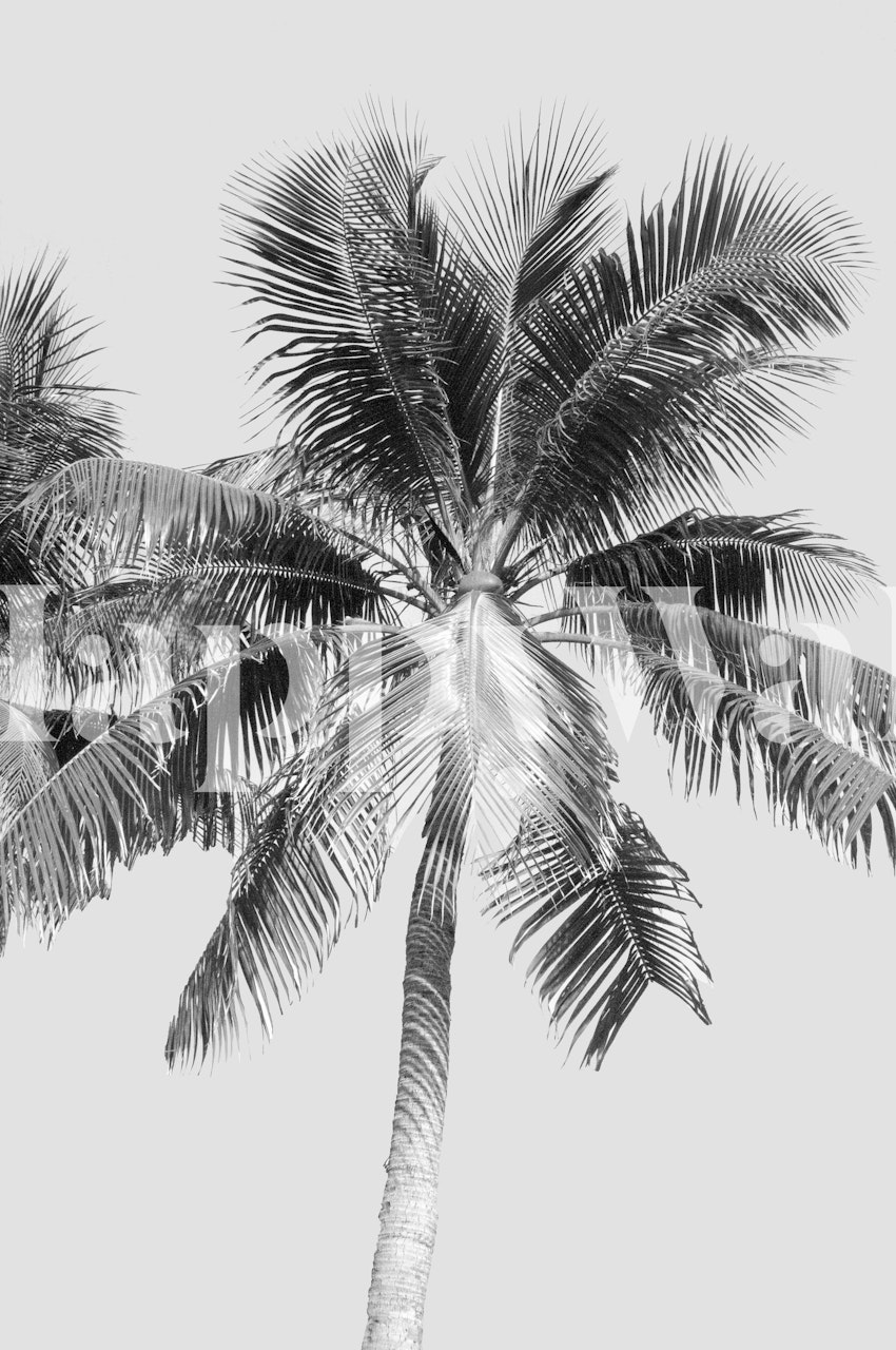 Palm tree tapet i et rum