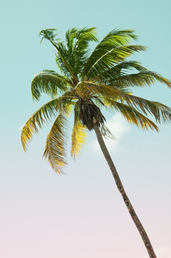 Tropical Palm Tree Cali 1