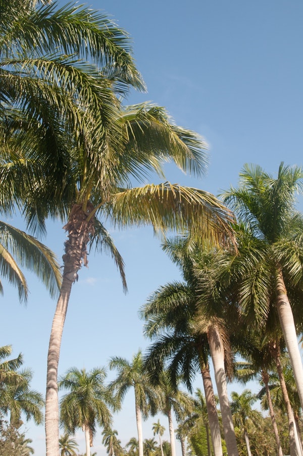 Floridian Palm Tree Vibes 1
