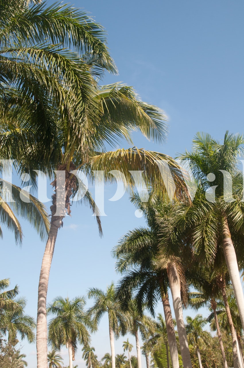Üppige Palmen Floridas mit klarem, blauem Himmel Fototapete