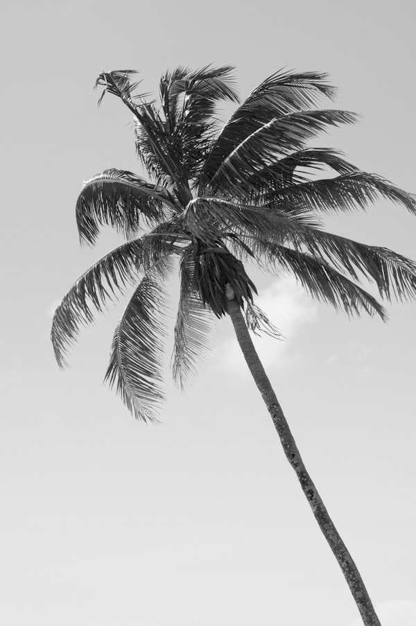 Tropical Palm Tree Cali 2