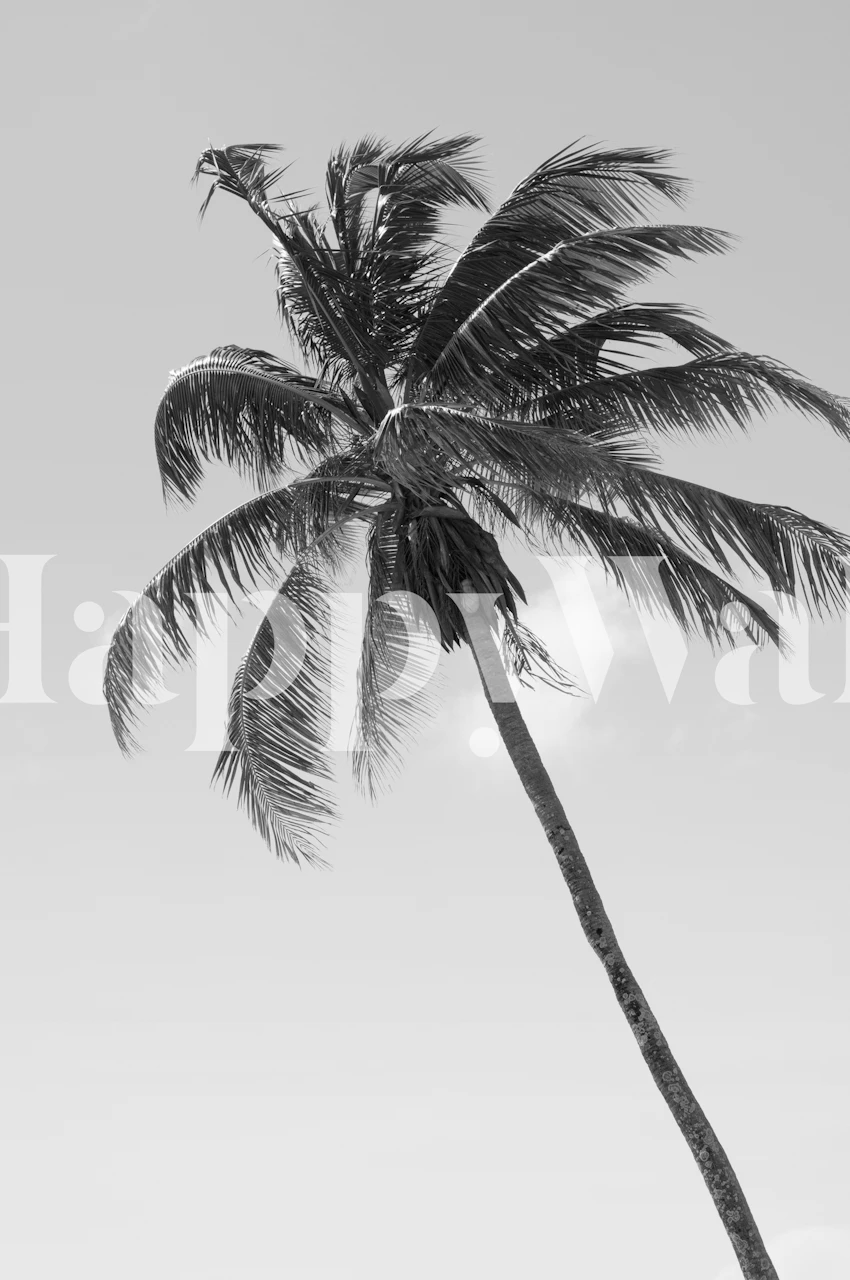 Crno-bijela tapeta s visokim tropskim palmom, koja utjelovljuje minimalistički kalifornijski osjećaj.