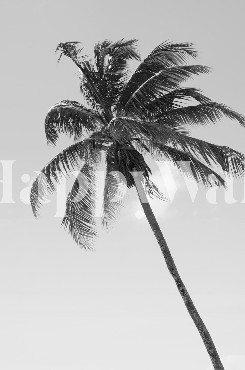 Μαύρος και λευκός τοίχος με μια ψηλή τροπική παλμέρα, που ενσωματώνει μια μινιμαλιστική καλιφορνέζικη ατμόσφαιρα.