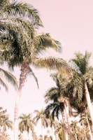 Floridian Palm Tree Vibes 2 wallpaper
