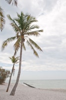 Palm Trees Beach Dream 1 papel de parede