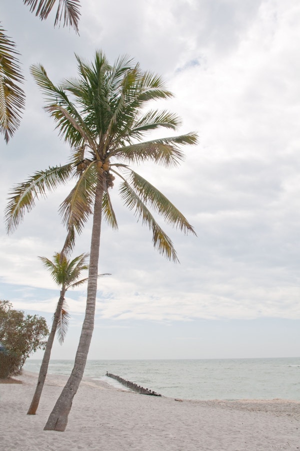 Palm Trees Beach Dream 1