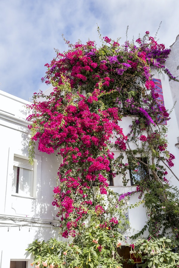 Andalusia Flower Fantasy