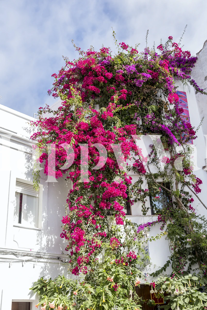 Andalusia-inspired wall mural with vibrant fuchsia bougainvillea flowers against a white building facade