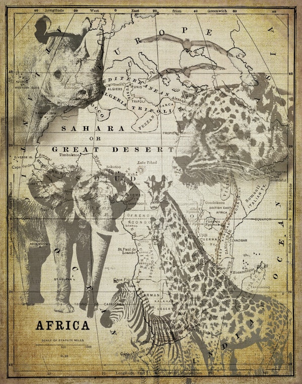 Wildlife Of Africa