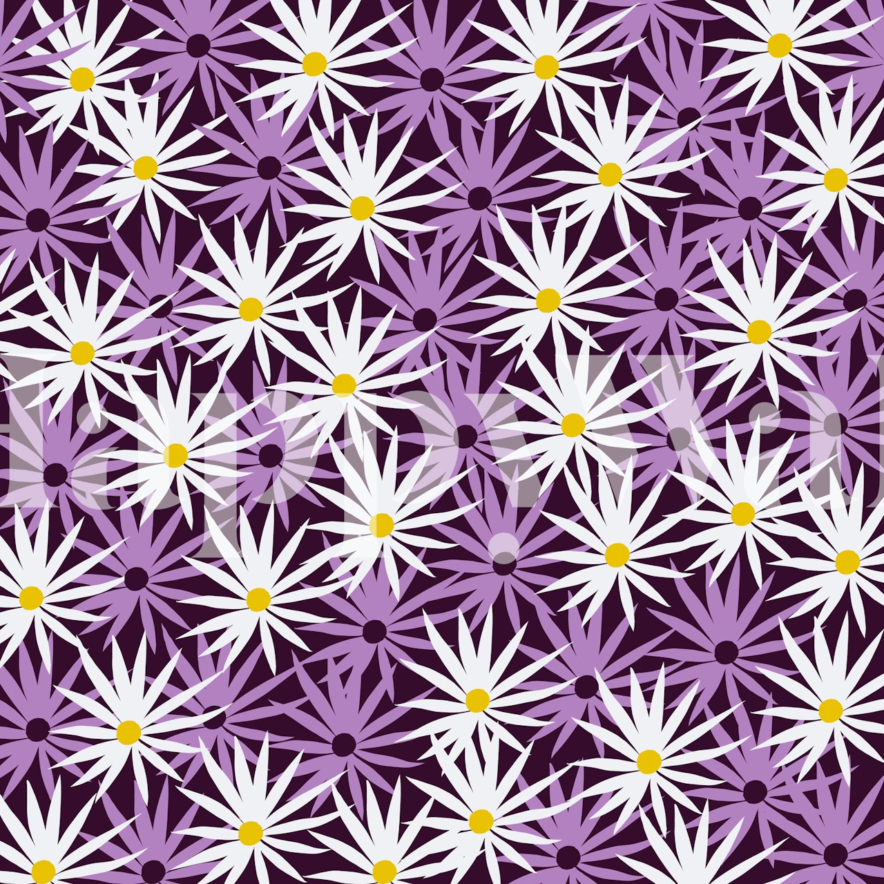 Purple daisies with white petals and yellow centers wallpaper