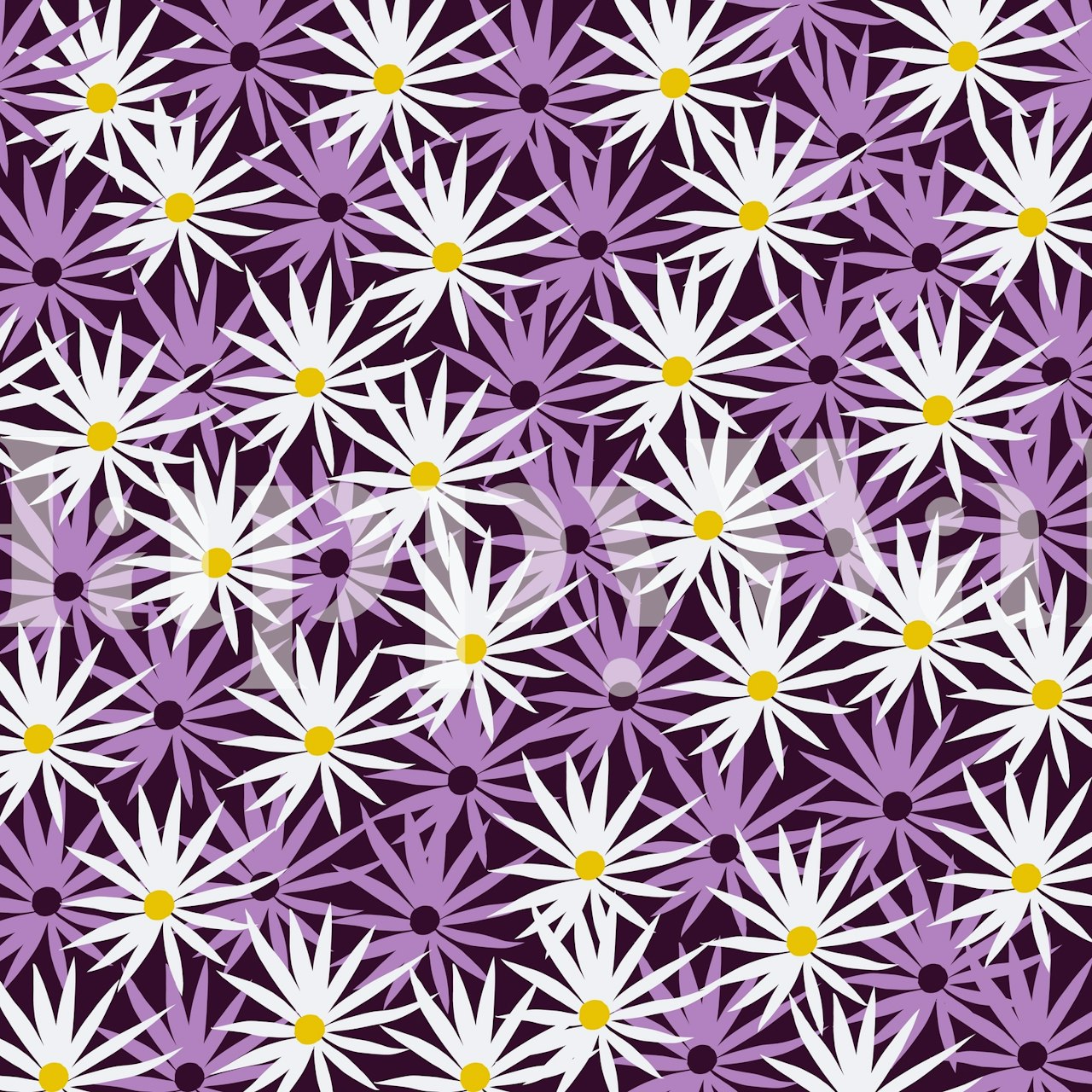 Purple daisies with white petals and yellow centers wallpaper