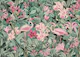 Flamingos Jungle Paradise
